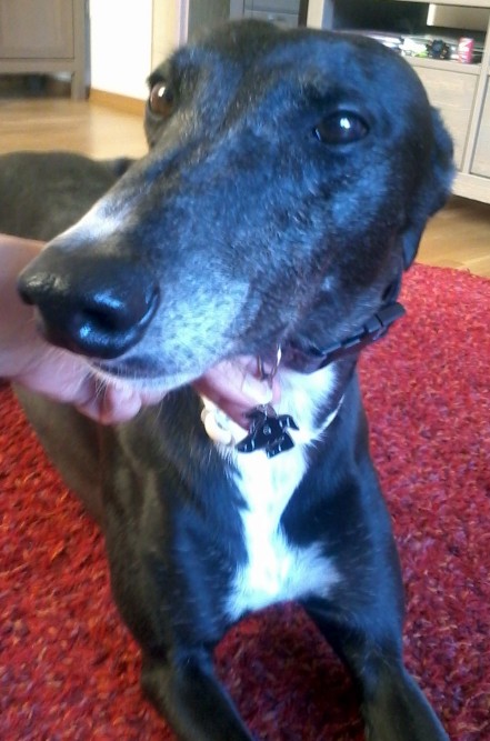 sighthound greta.jpg